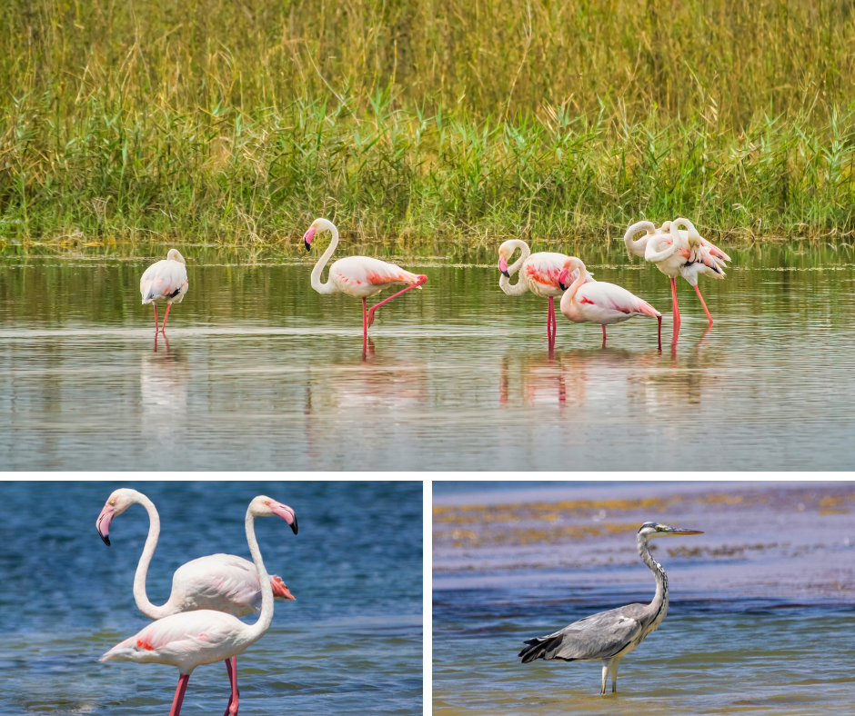 Magical Salalah