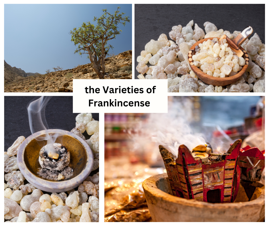 Varieties of Frankincense in Oman