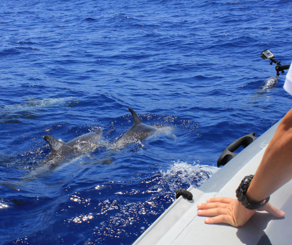 Beautiful Dolphin Salalah Trip