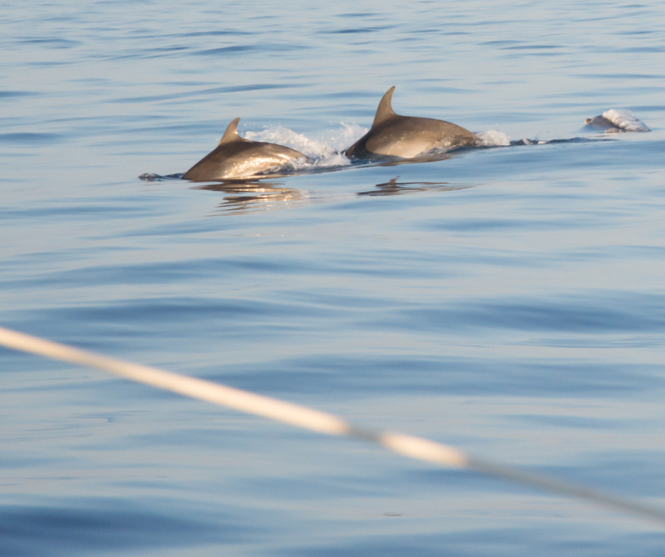 Dolphin watching Salalah Oman