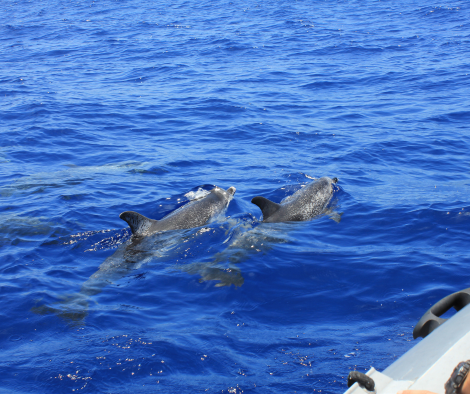 Dolphin watching Salalah trip