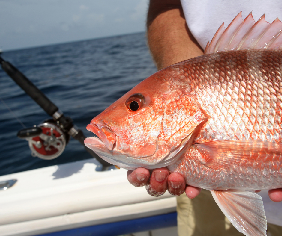 Fishing Trip in Salalah