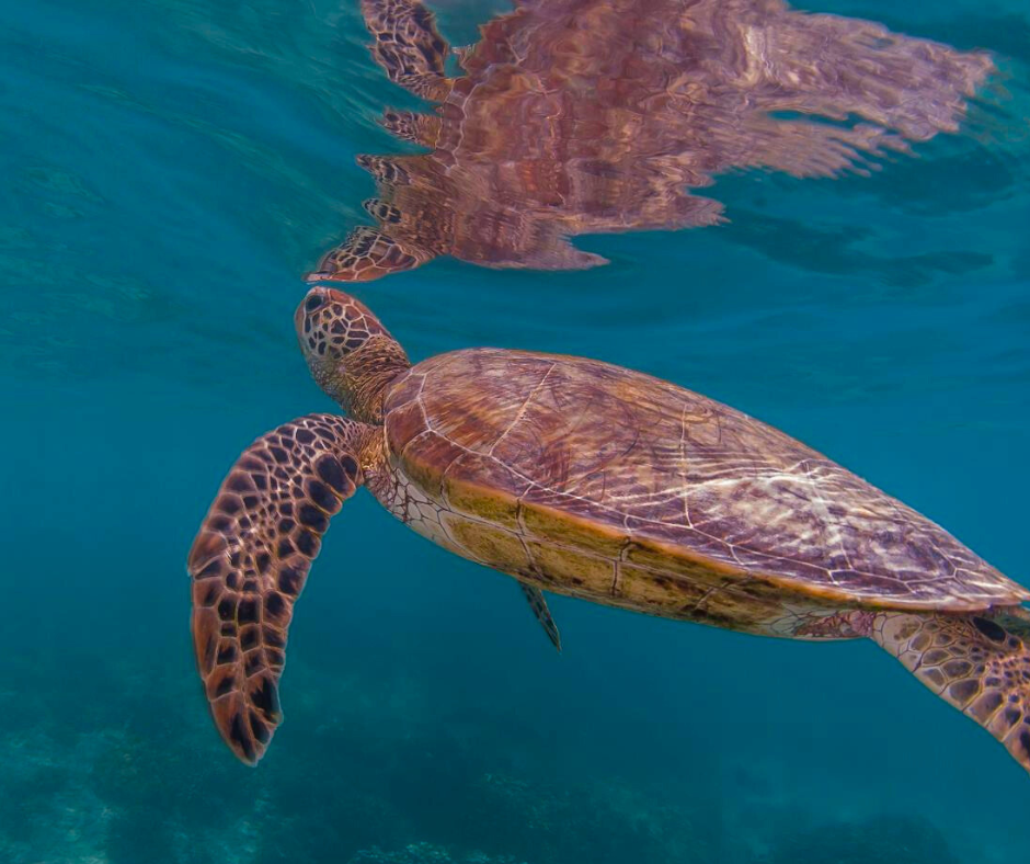 Snorkeling