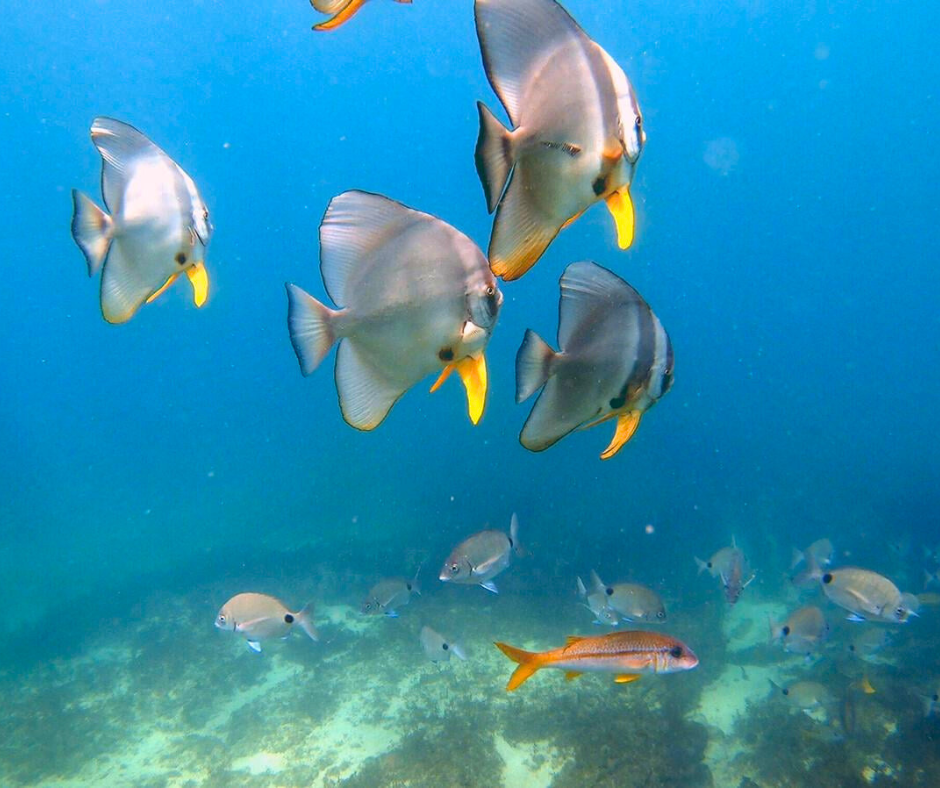 Snorkeling