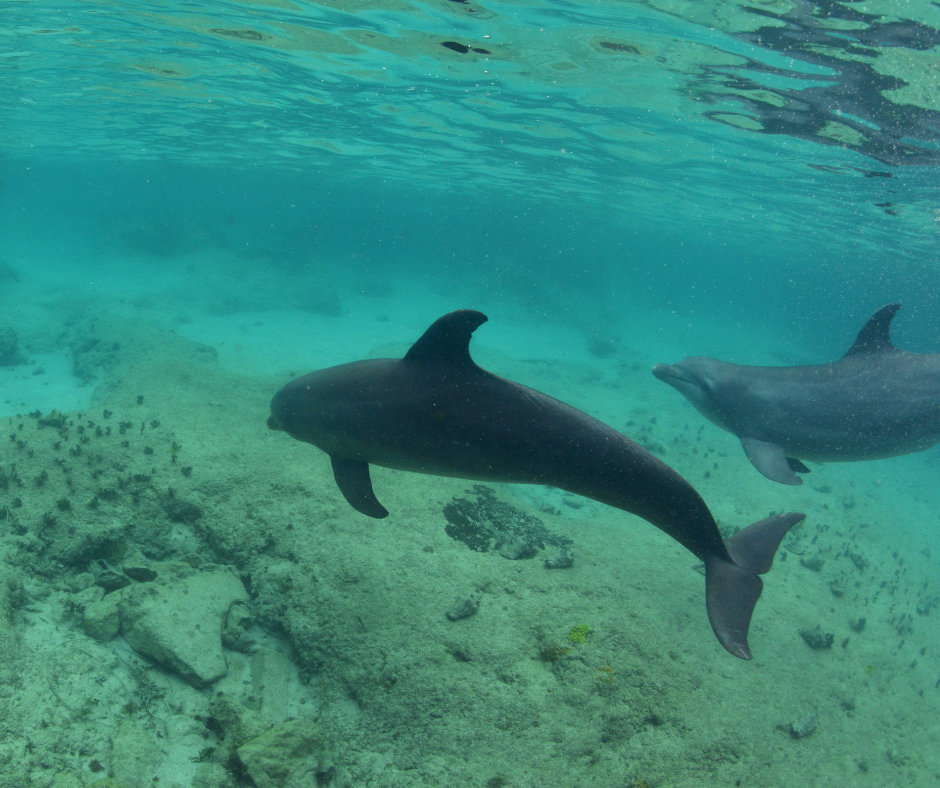 Amazing Dolphins Salalah