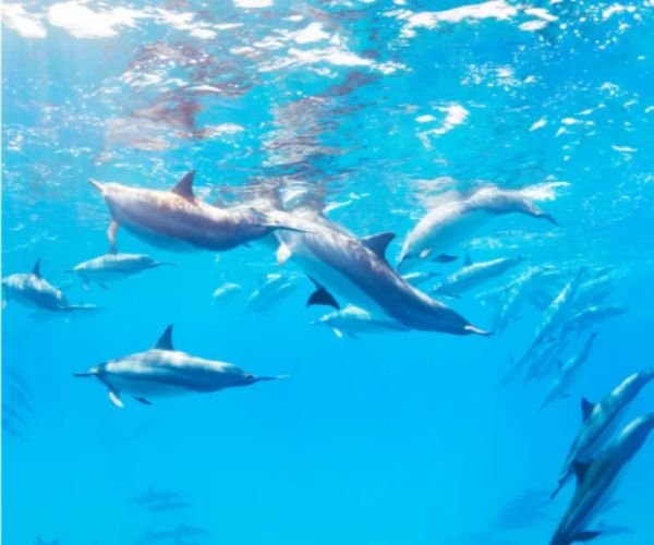 dolphins in Salalah