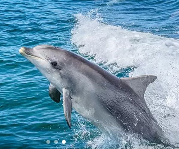 dolphins in Salalah