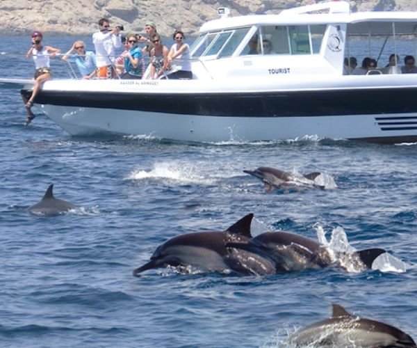 dolphins in Salalah