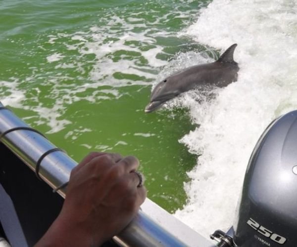 dolphins in Salalah