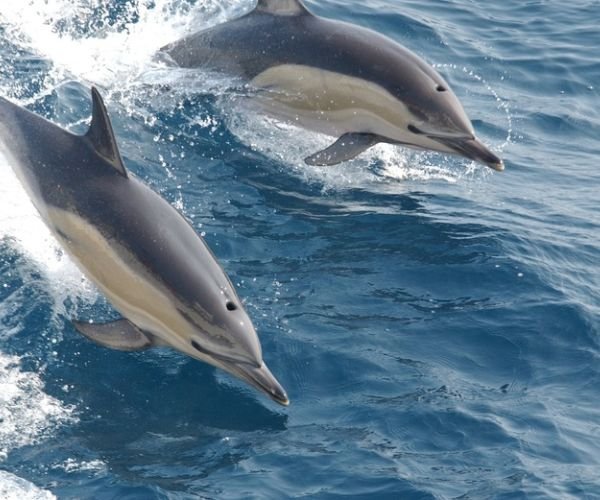 dolphins in Salalah