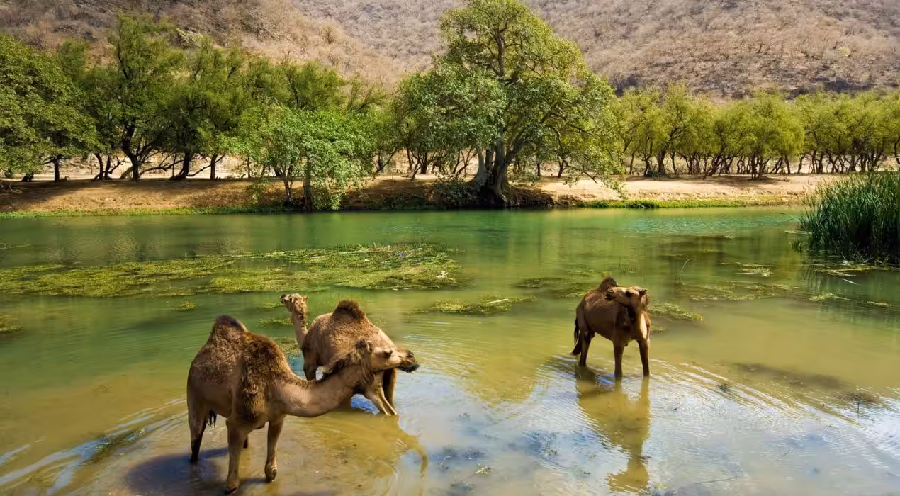 Salalah Nature