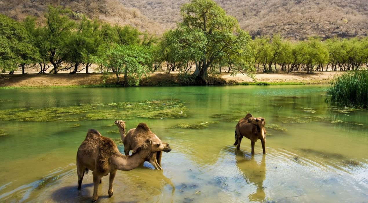 Salalah Nature