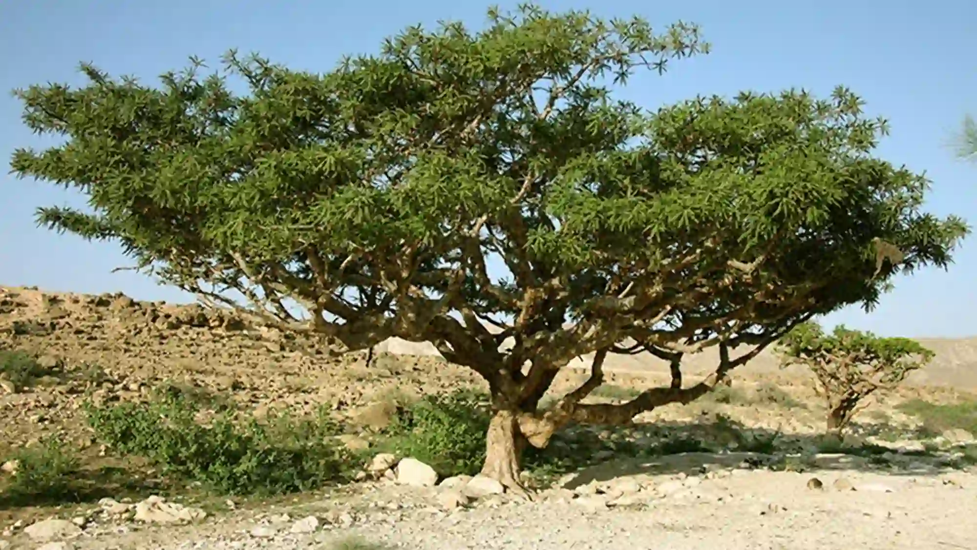 Frankincense Trees jabal Samhan Oman Tours