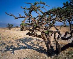 Frankincense trees Salalah