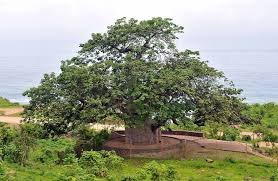 Baobab Trees Salalah