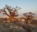 Baobab Trees Salalah