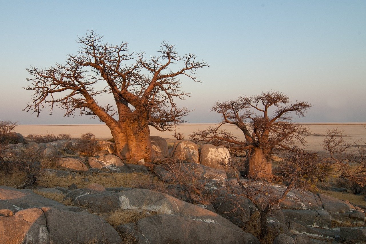 Baobab Trees Salalah