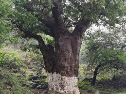 Baobab Trees Salalah