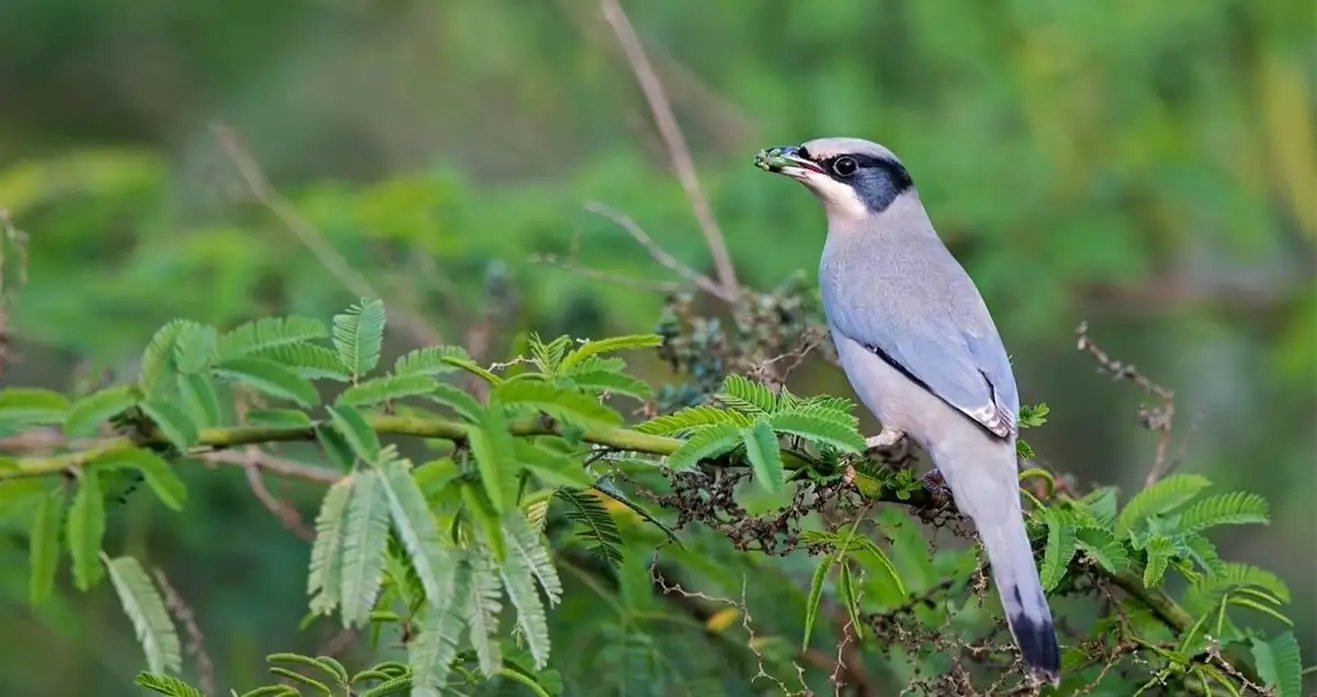 Top Birdwatching in Salalah Discover Oman’s Avian Paradise