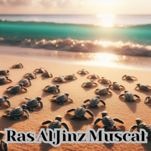 Ras Al Jinz Muscat