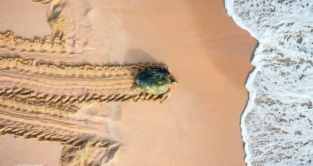 Ras Al Jinz Muscat Where Oman’s Turtle Magic Comes to Life