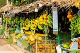 salalah-city-sightseeing-Discover-Salalah