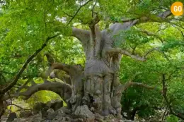 Baobab Trees at Wadi Hanna