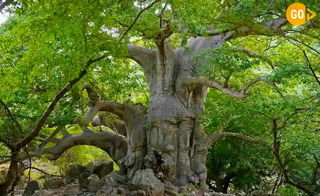 Baobab Trees at Wadi Hanna