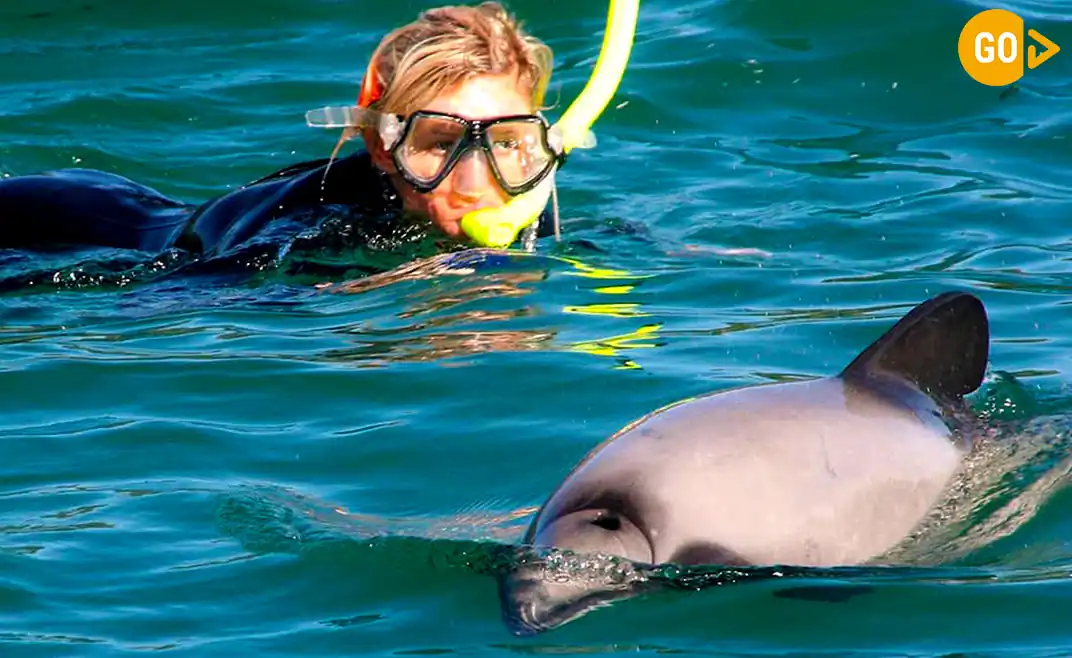Swimming With Dolphins in Salalah Gallery