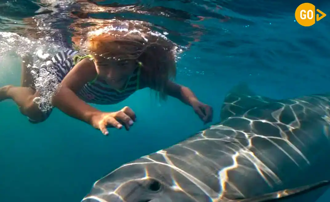 Swimming With Dolphins in Salalah Gallery2