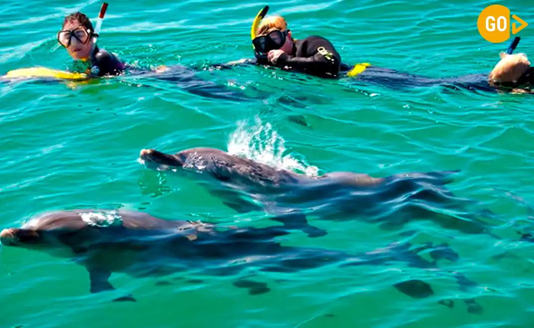 Swimming With Dolphins in Salalah Gallery