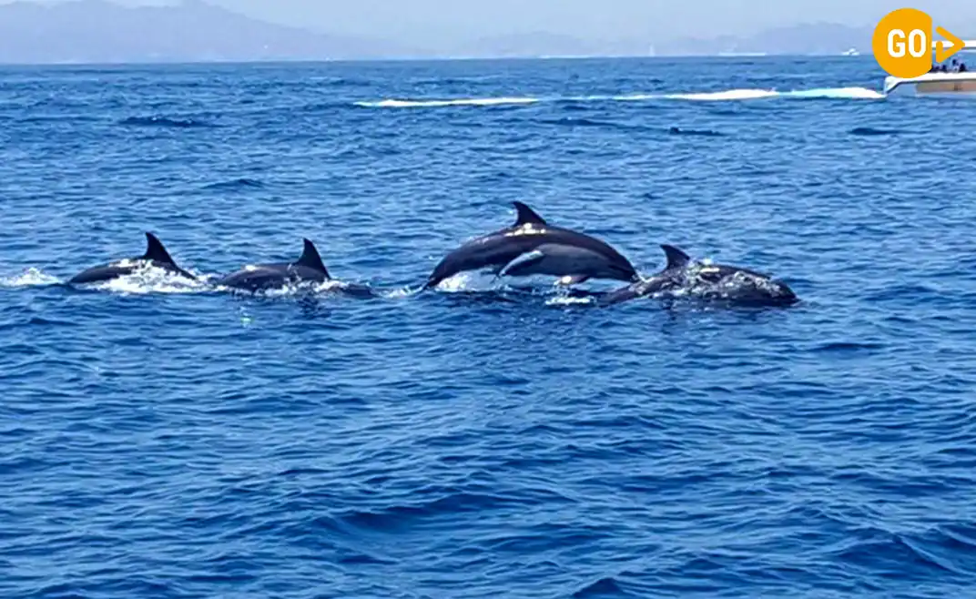 Swimming With Dolphins in Salalah