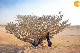 frankincense trees at Frankincense Valley