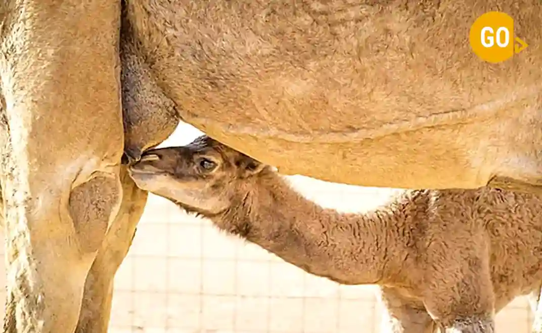 Camel farm Empty Quarter Salalah Gallery