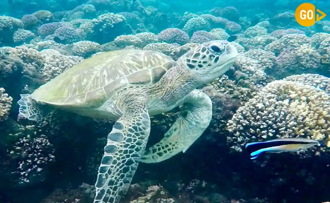 Daymaniyat Islands Boat Trip Gallery Image
