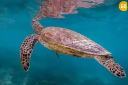 Daymaniyat Islands Boat Trip Gallery Image