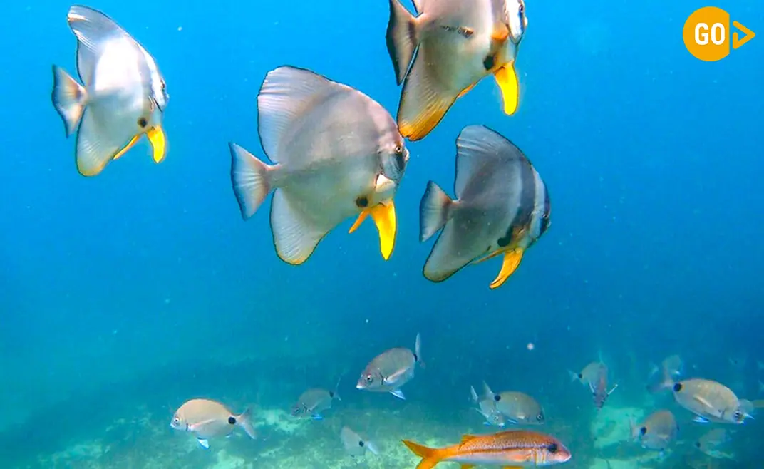 Snorkeling in Salalah Tour Dive Into the Arabian Sea’s Hidden Kingdom! Gallery (2)