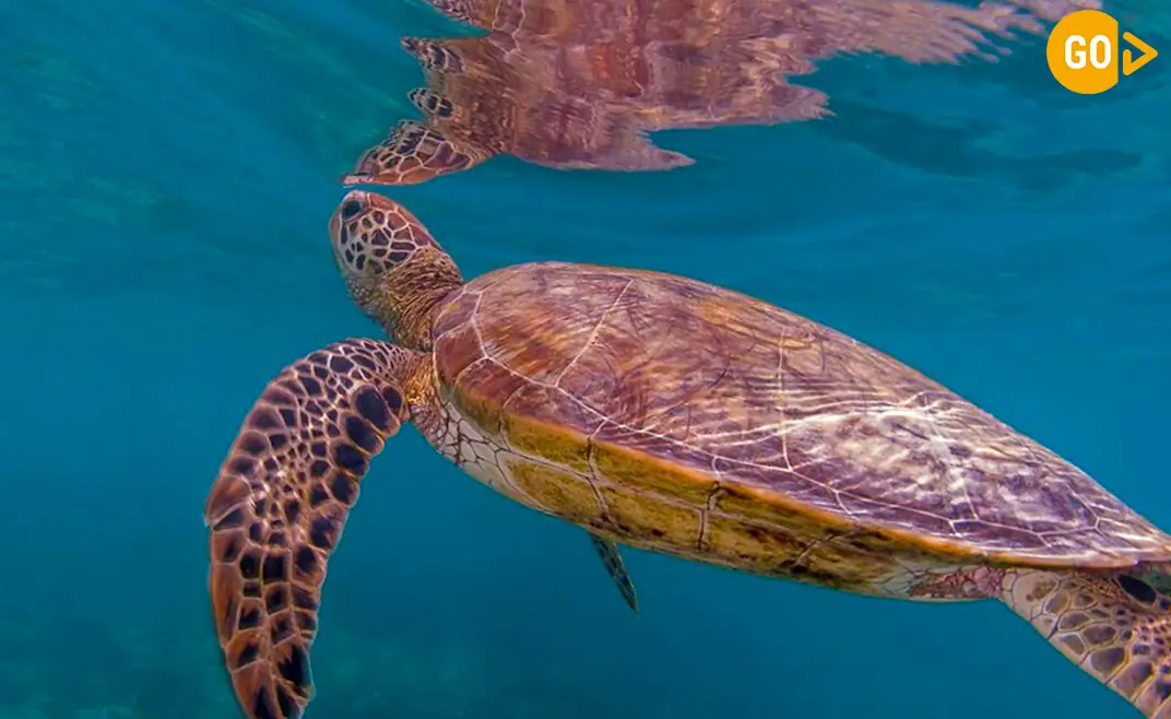 Snorkeling in Salalah Tour Dive Into the Arabian Sea’s Hidden Kingdom! Gallery (4)