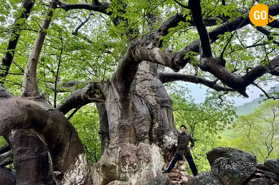 5 Days Salalah Tour – Complete Salalah tour Gallery