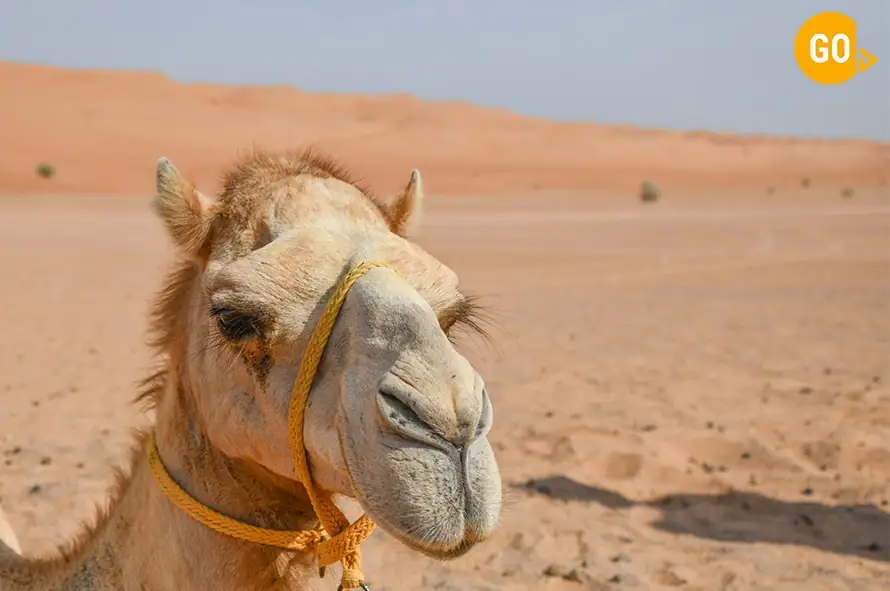 Desert Safari Wahiba Sands & Wadi Bani Khaled Tour