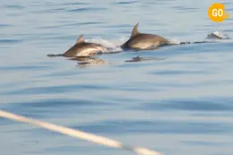 Dolphins Watching in Salalah Tour Discover marine life! Gallery