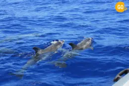 Dolphins Watching in Salalah Tour Discover marine life! Gallery