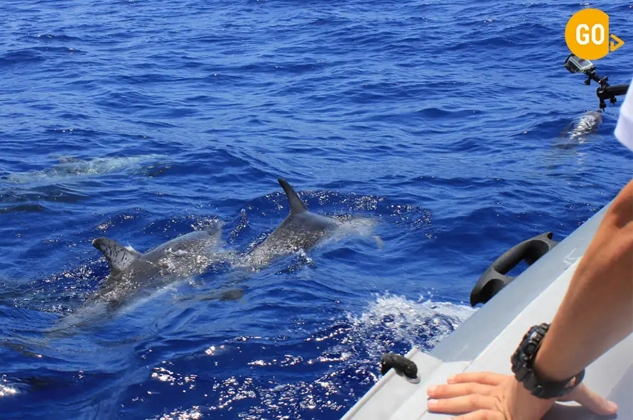 Dolphins Watching in Salalah Tour Discover marine life! Gallery.png Dolphins Watching in Salalah Tour Discover marine life! Gallery