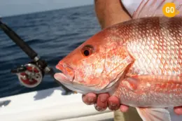 Fishing in Salalah Tour Hunt Your Arabian Sea Memory