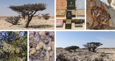 Frankincense in Oman Discover Dhofar’s Ancient Heritage with Salalah Tours