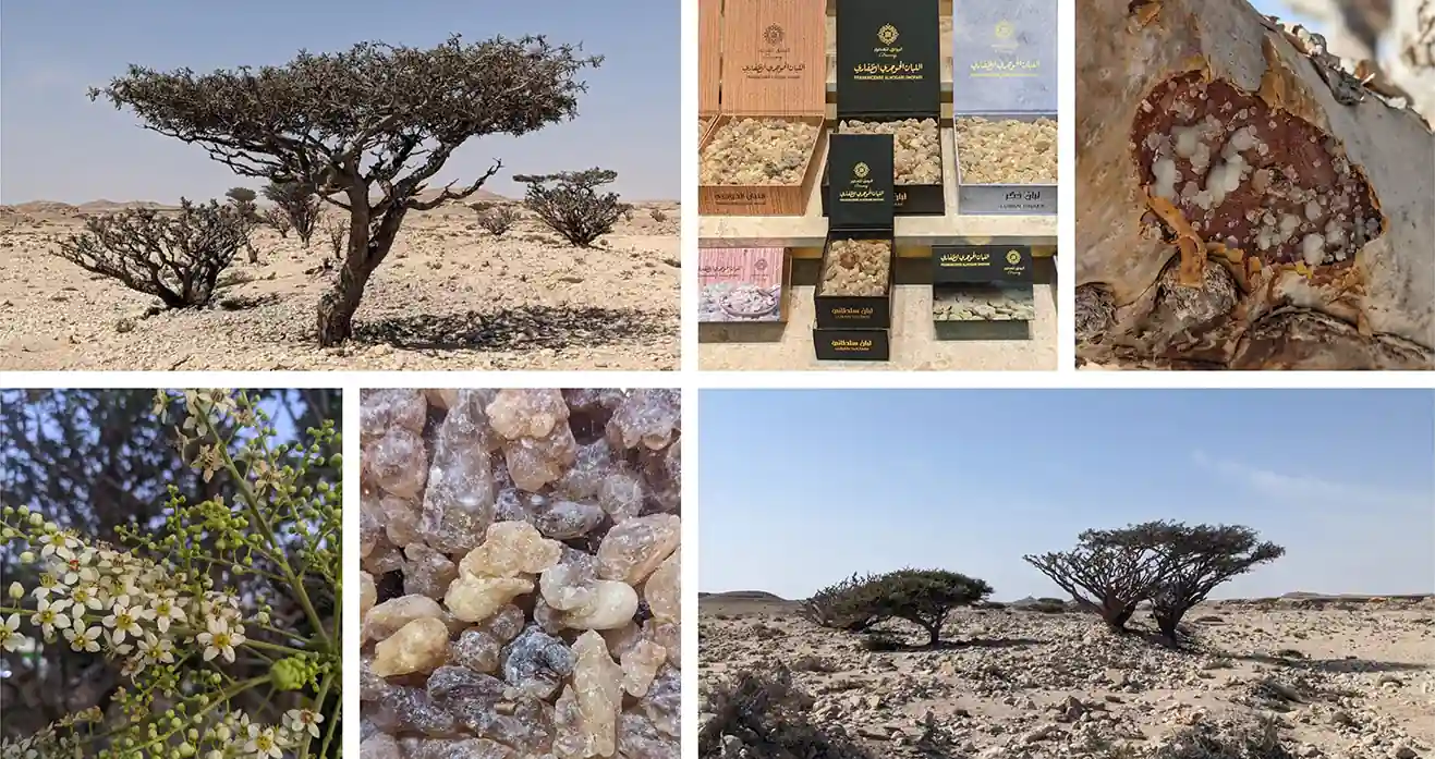 Frankincense in Oman Discover Dhofar’s Ancient Heritage with Salalah Tours