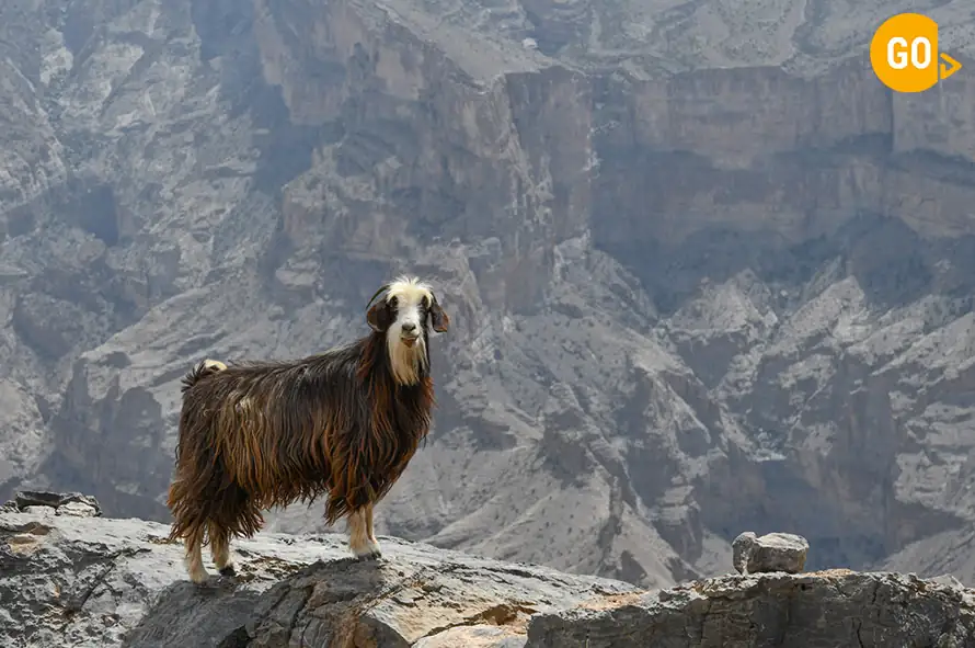 Grand Canyon Muscat Tour