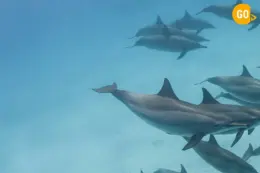Swimming with Dolphins in Salalah Tour Play with Sea Queens!