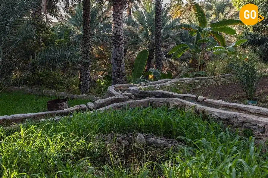 Aflaj irrigation Oman