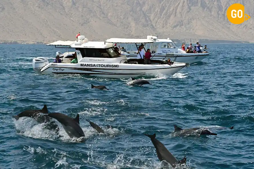 Dolphin Watching Tour Muscat Gallery